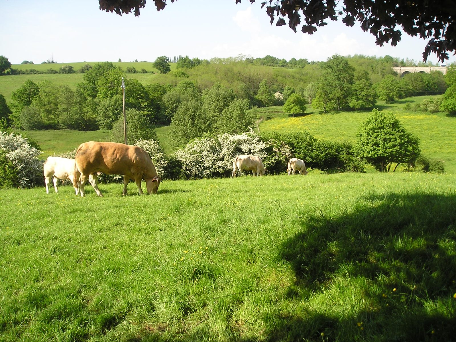 Quelques vaches près des sentiers