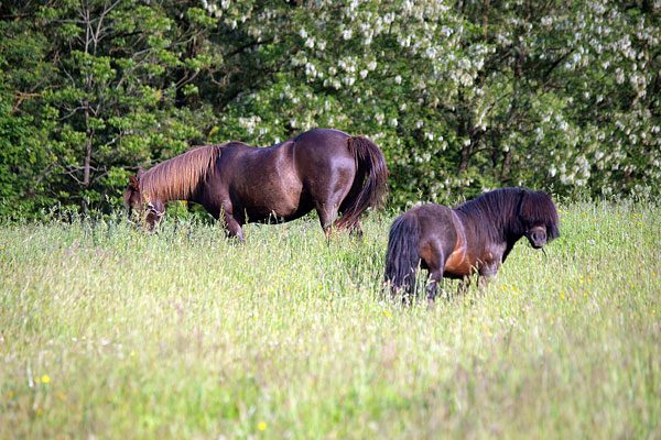 Les poneys devant les mobil-homes
