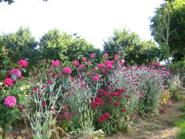 Les rosiers du camping