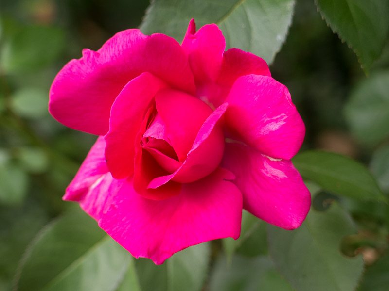 Rosiers du camping